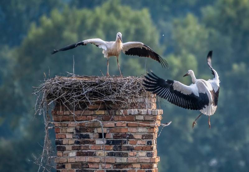 Professional Chimney Animal Removal Services in Finksburg, Maryland
