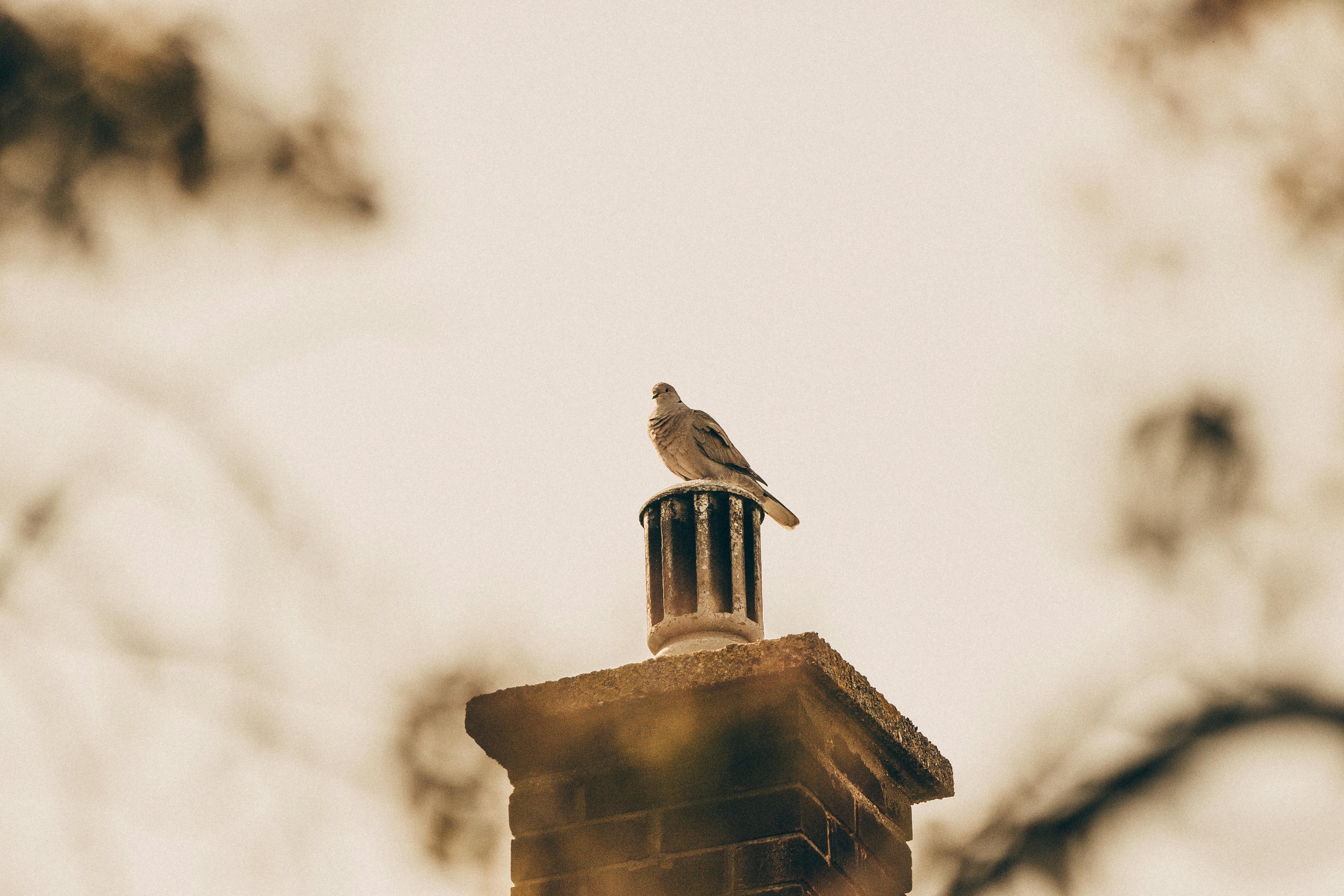 Professional Chimney Cap and Damper In Finksburg Maryland